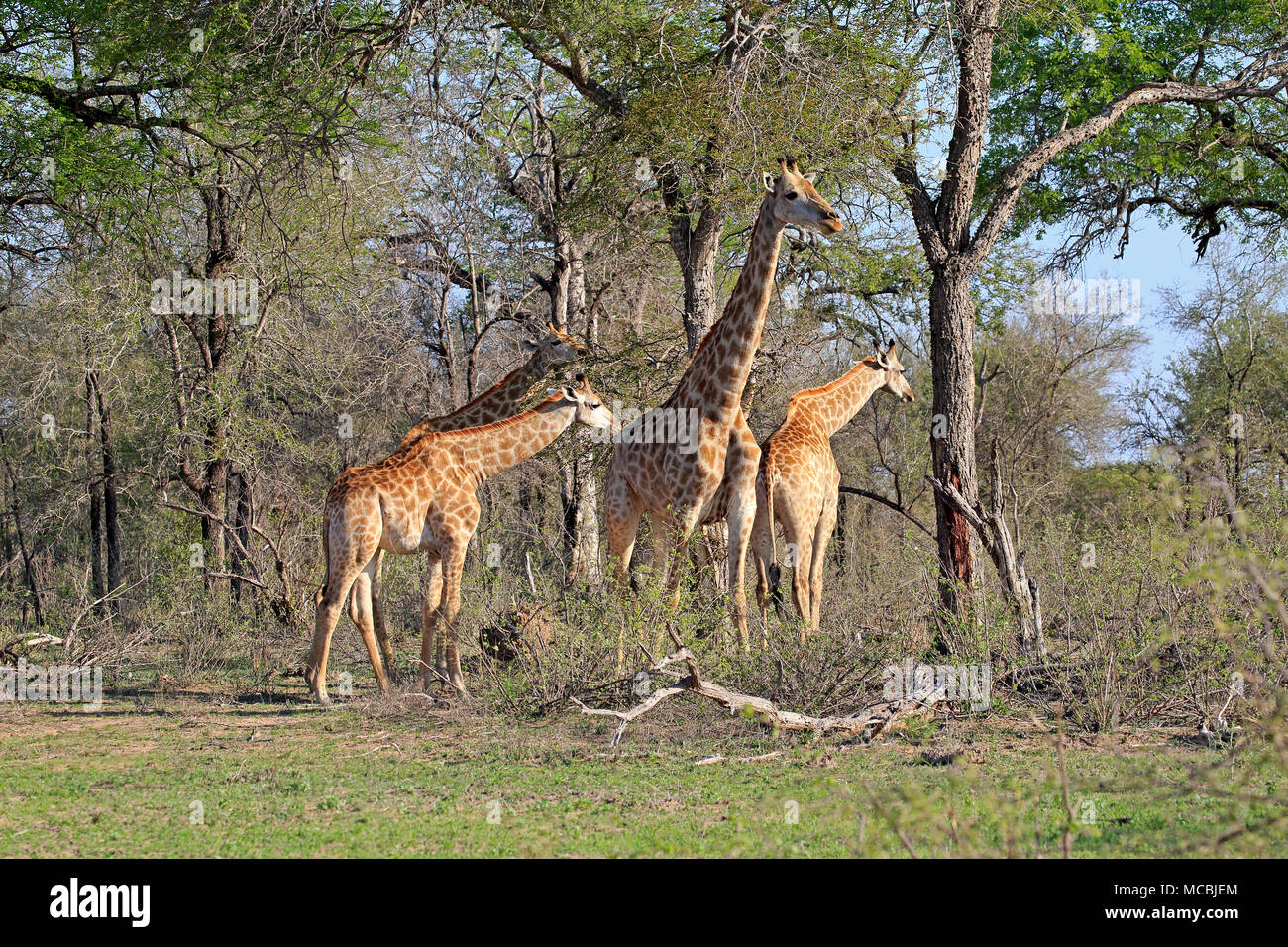 Southern giraffes (Giraffa camelopardalis giraffa), adult, group with young animal feeding, Kruger National Park, South Africa Stock Photo
