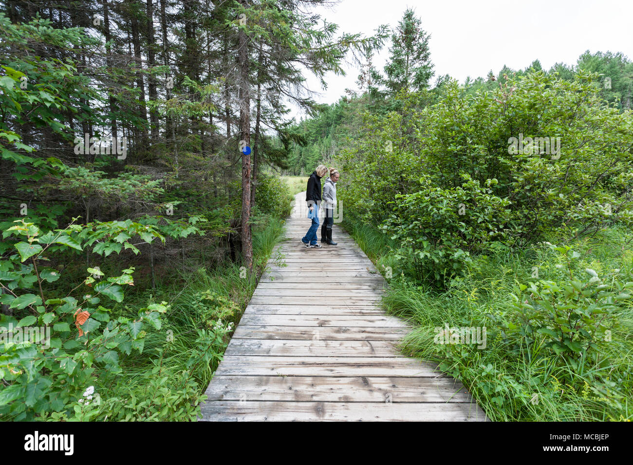 two women hiking, Algonquin Provincial Park, Ontario, Canada, Beaver Pond Trail Stock Photo