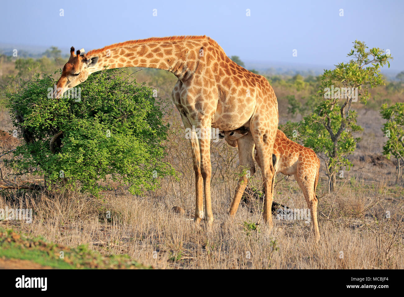 Southern giraffes (Giraffa camelopardalis giraffa), mother animal suckles young animal during feeding, Kruger National Park Stock Photo