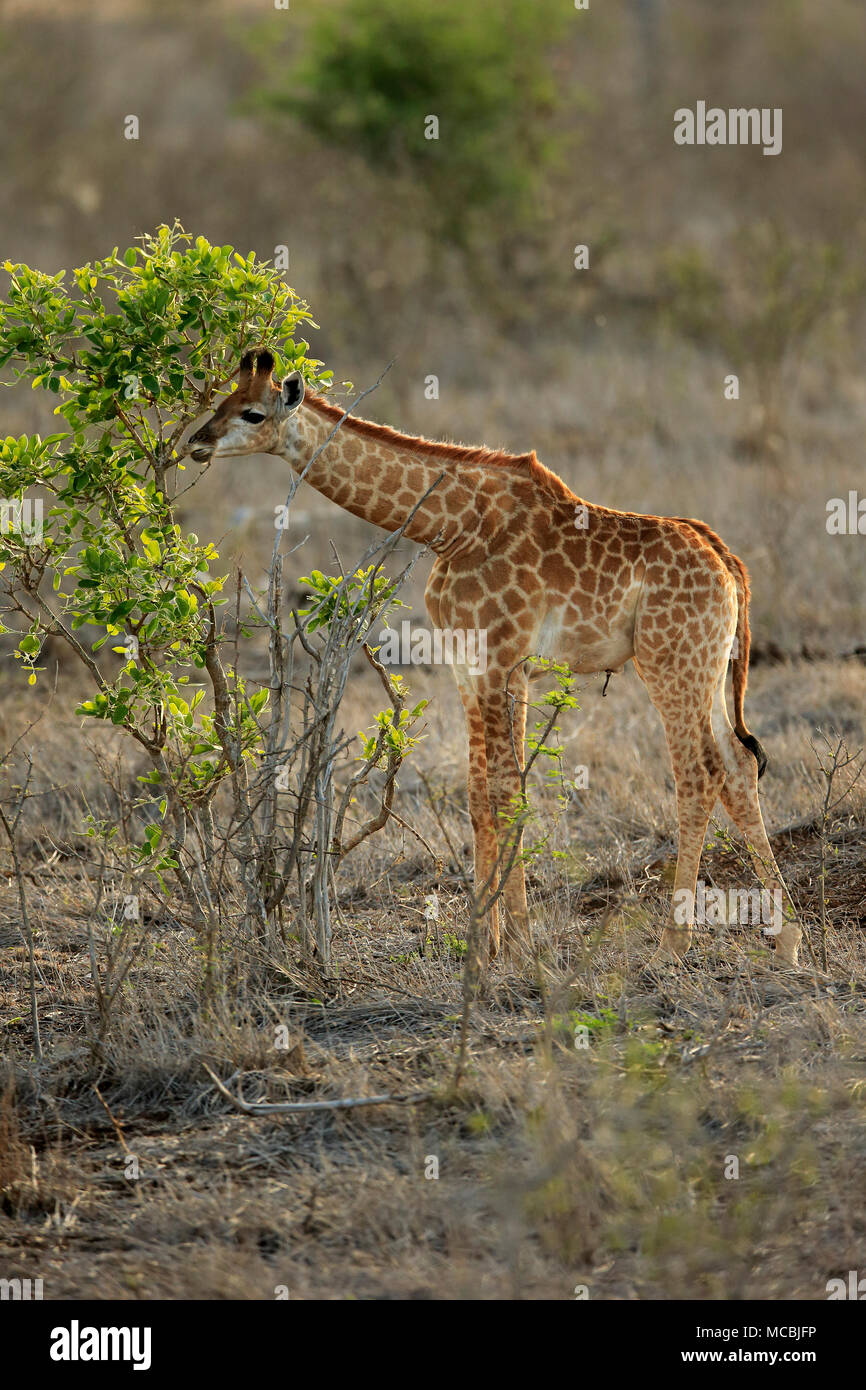 Southern giraffe (Giraffa camelopardalis giraffa), young animal, feeding, Kruger National Park, South Africa Stock Photo