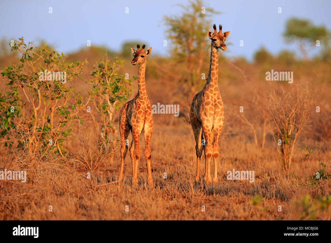 Southern giraffes (Giraffa camelopardalis giraffa), two young animals ...