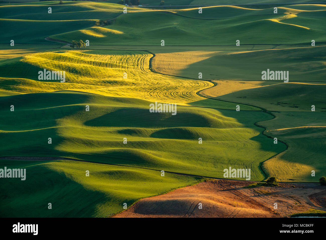 Rolling fields of wheat in the Palouse Region of Eastern Washington, United States Stock Photo