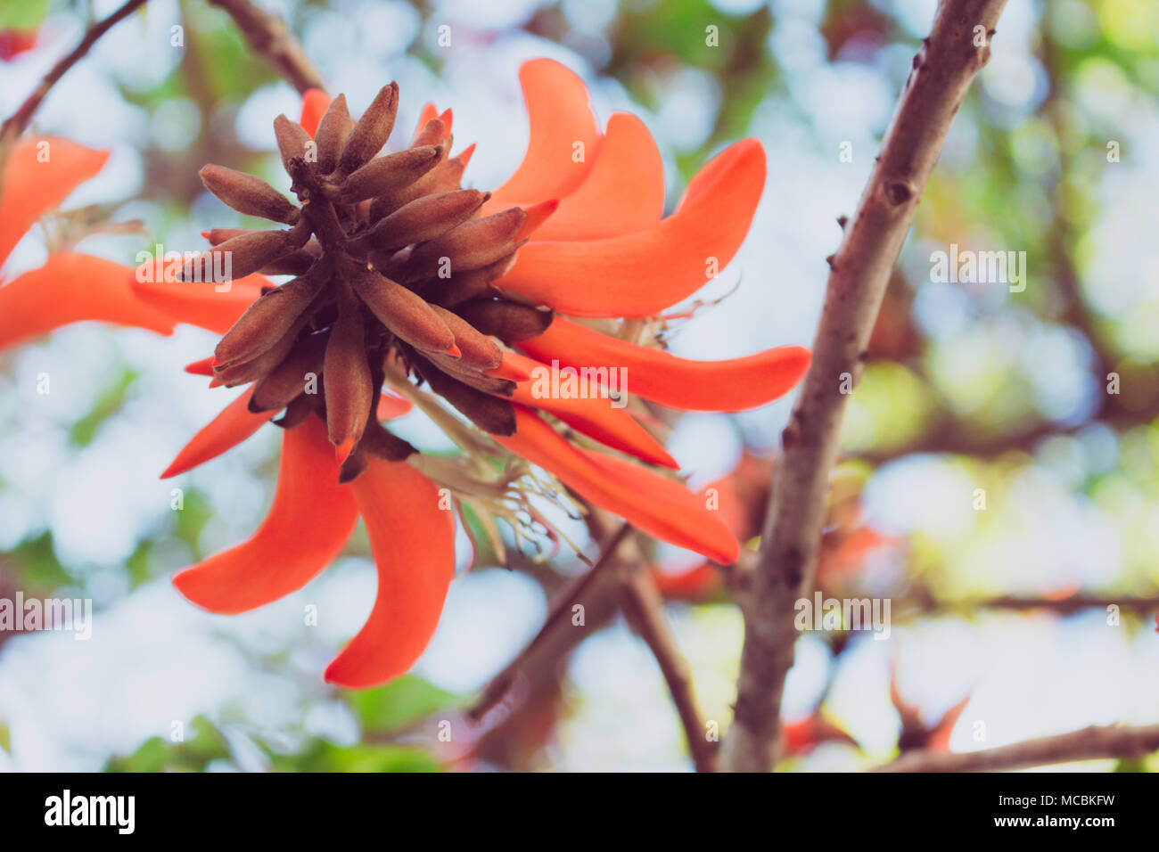 Flower Spring Blossoming Orange Flowers On A Tree Stock