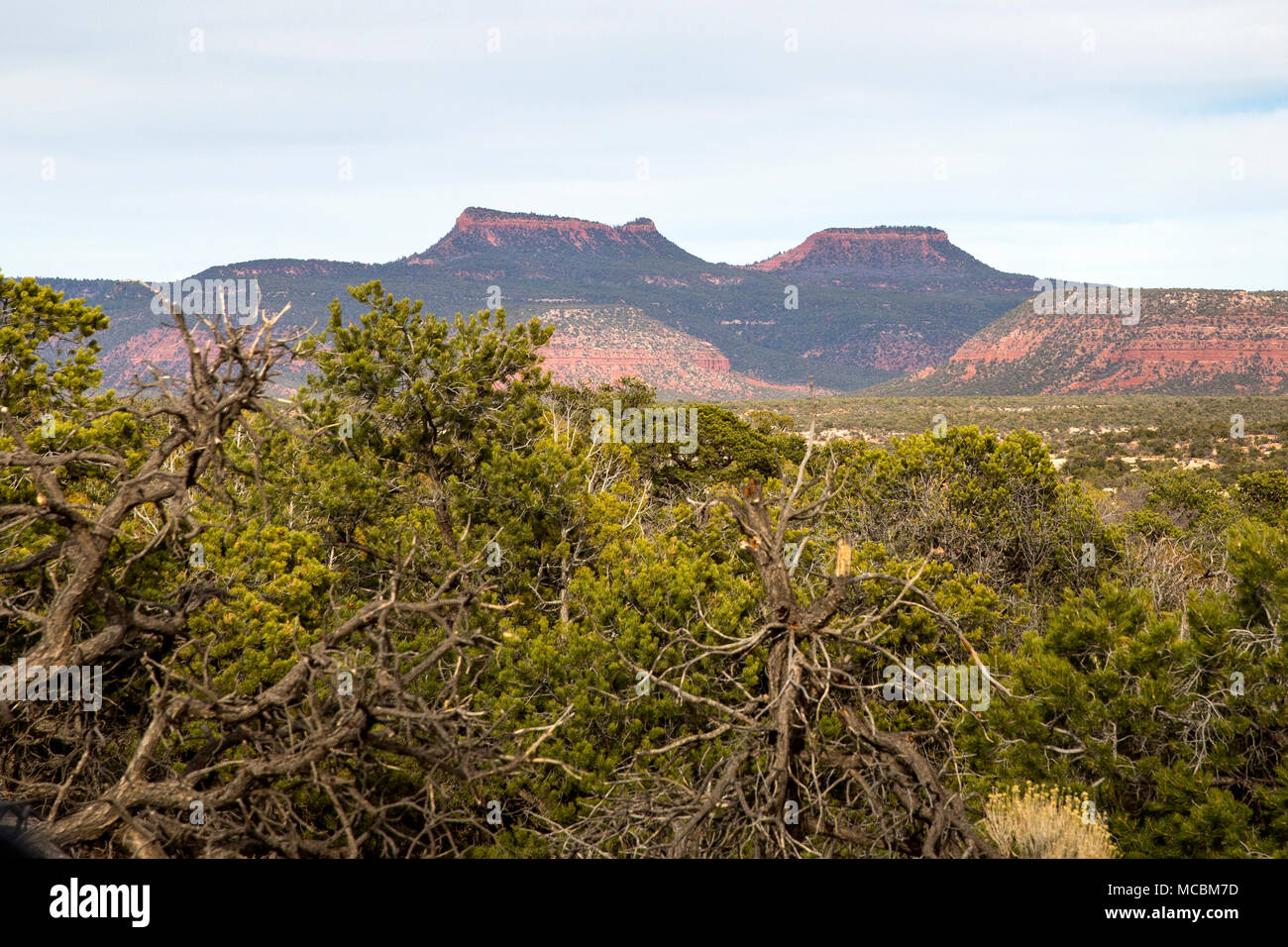 Bears Ears Buttes in the Bears Ears National Monument in southern Utah, United States Stock Photo