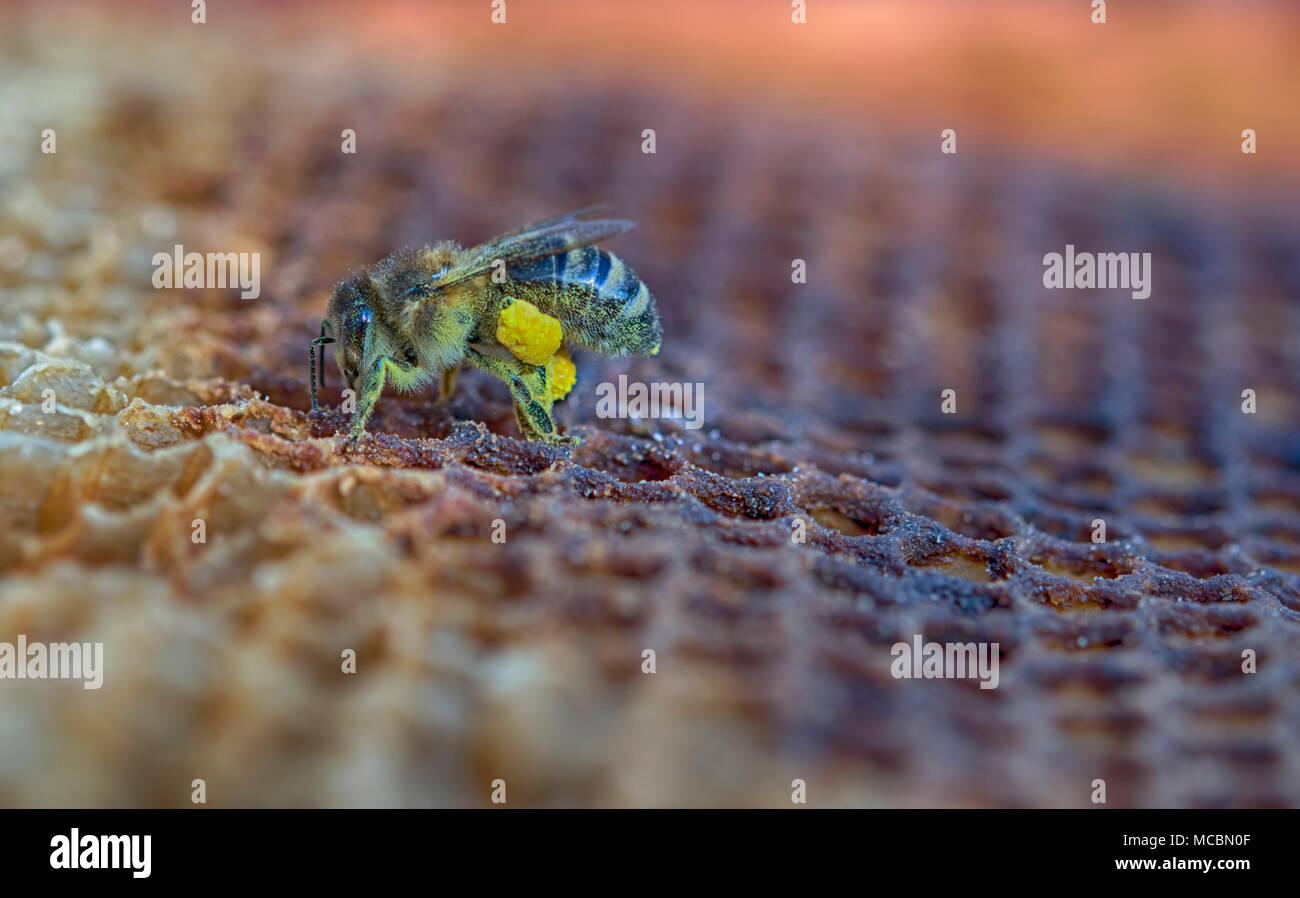 Bee flower yellow pollen honey pollination hi-res stock photography and ...