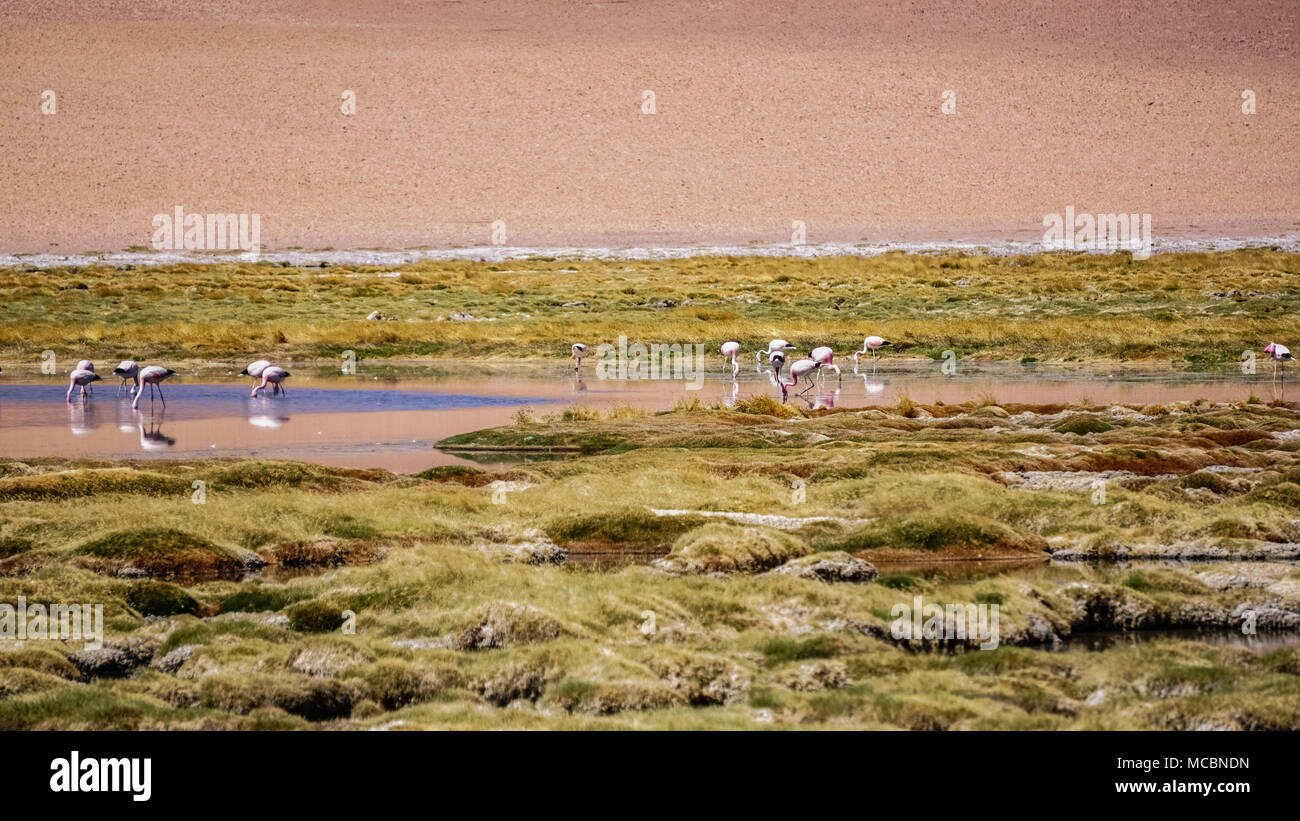 atacama-desert-and-wildlife-stock-photo-alamy
