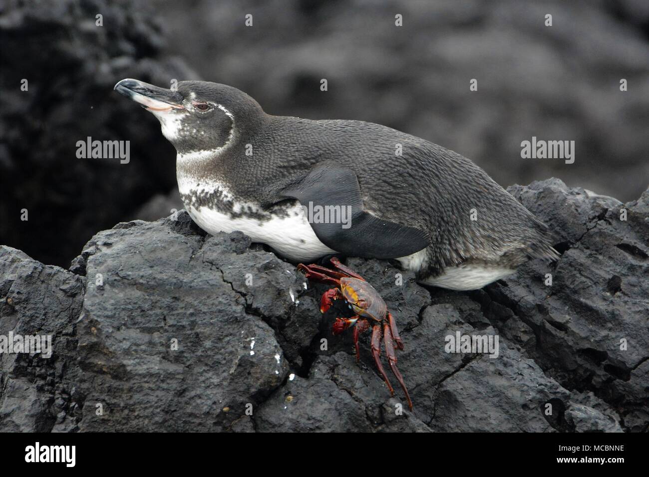 Galapagos Penguin resting on lava rock with a Sally Lightfoot Crab Stock Photo