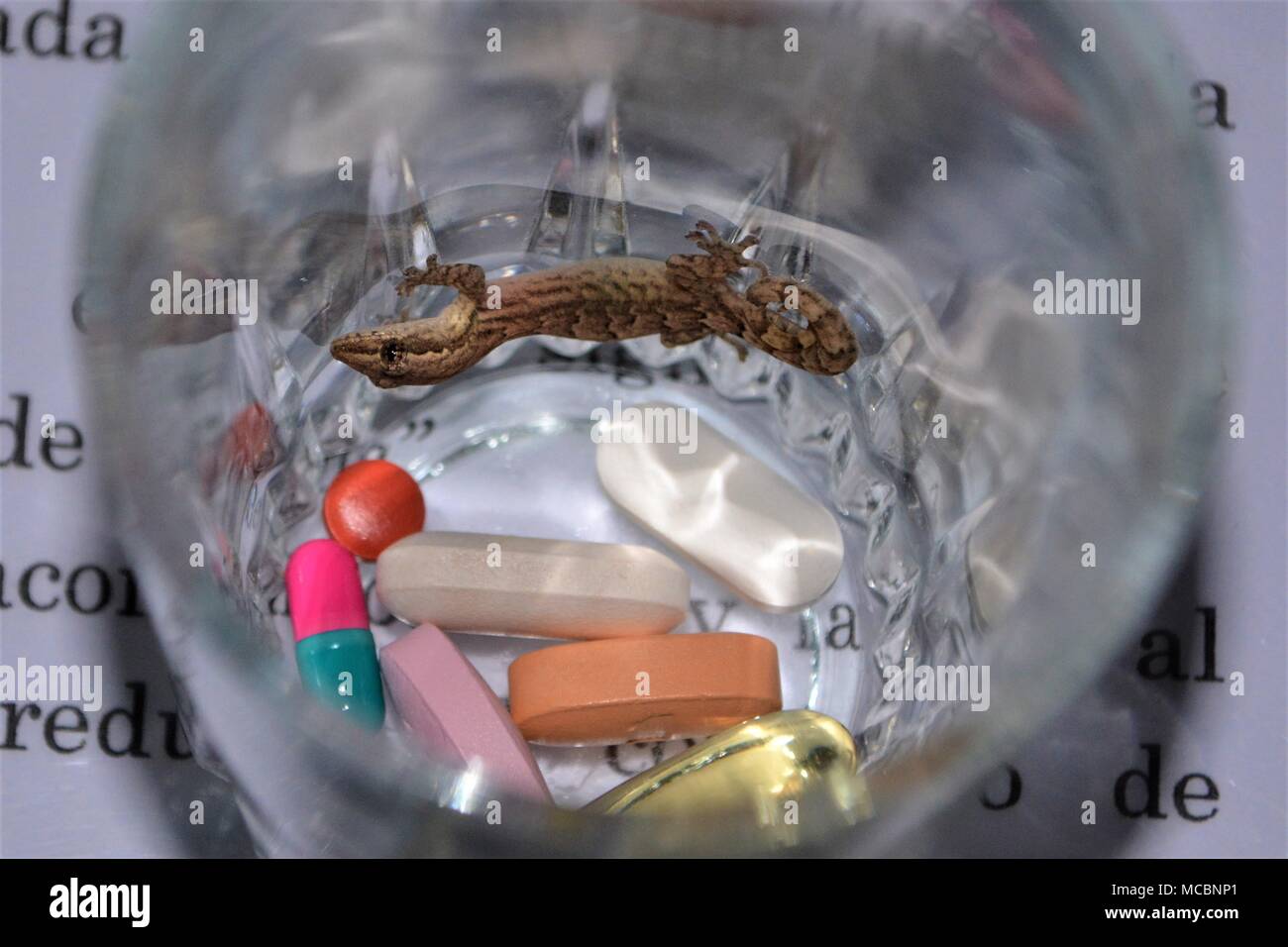 Morning surprise with Galapagos Gecko found in the vitamin jar Stock Photo