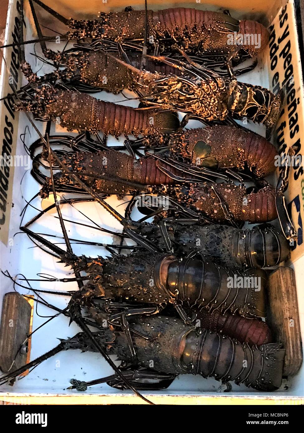 Savory lobsters for sale at fish market in Isabela Galapagos Islands