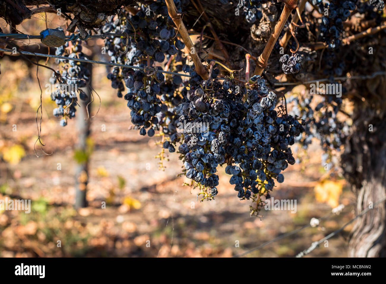 Dried up bunches of black grapes on the vine Stock Photo