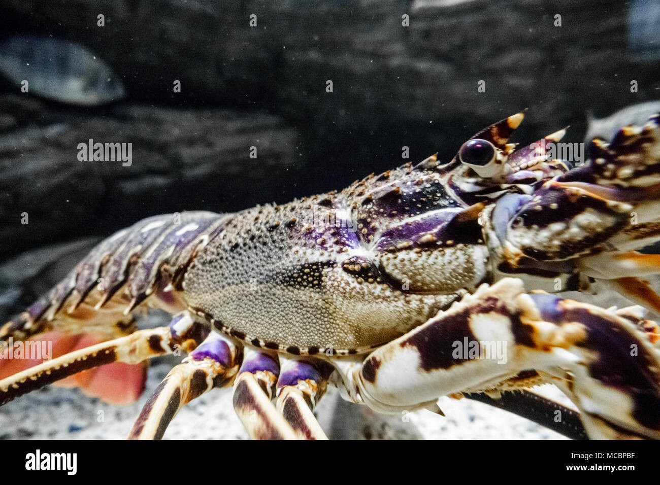 Spider crab ocean hires stock photography and images Alamy