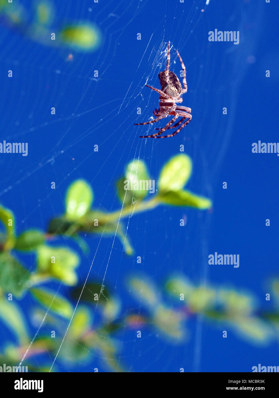 spider on web against blue sky,Araneus ventricosus Stock Photo