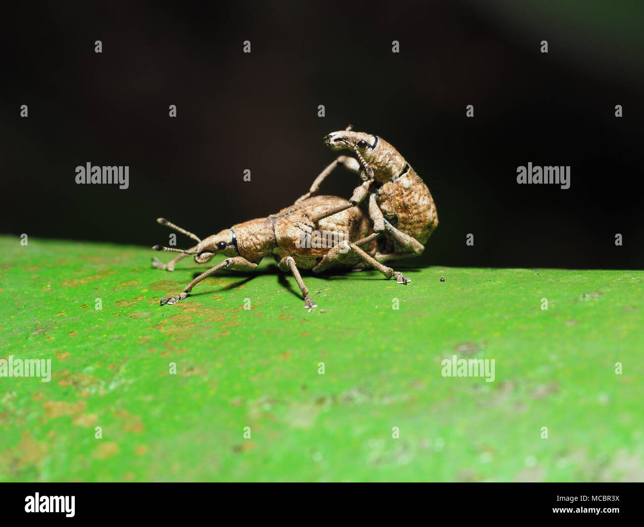 two bugs mating together,Weevil,Curculionidae Stock Photo