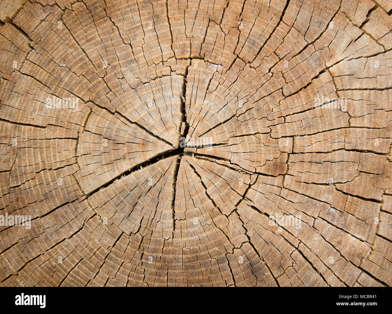 Wood surface as background, Cut wood tree trunk, Wooden stump cut down tree with as a wood