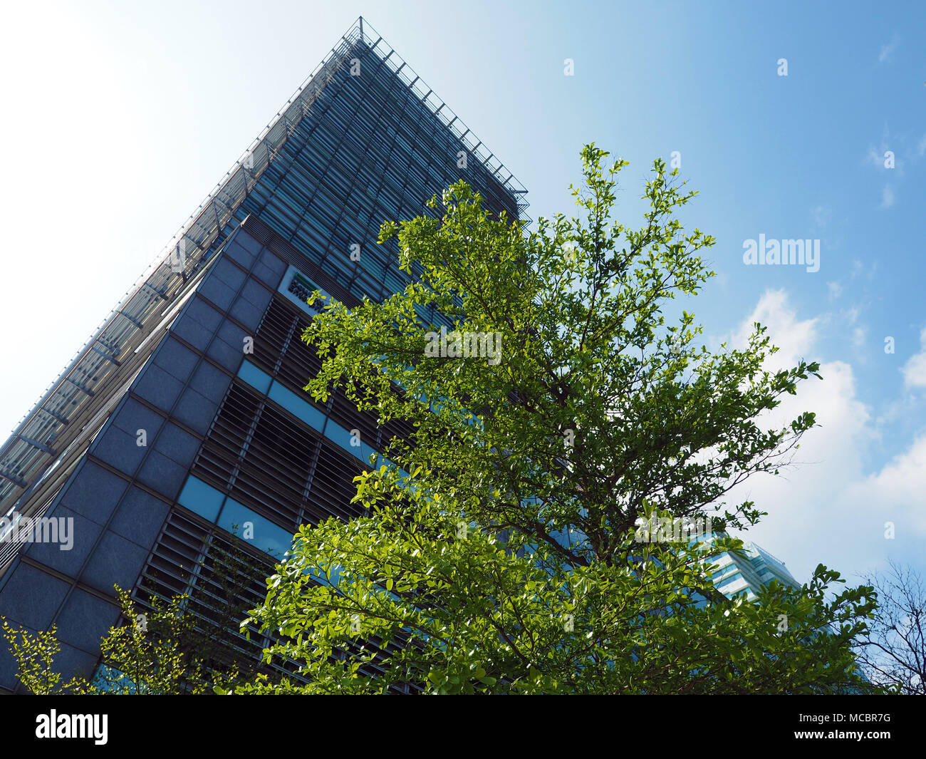 green tree in modern city against building Stock Photo