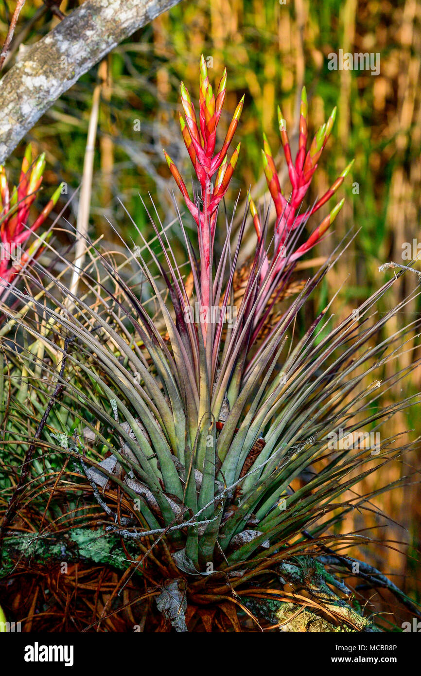 Cardinal air plant in full bloom. Stock Photo
