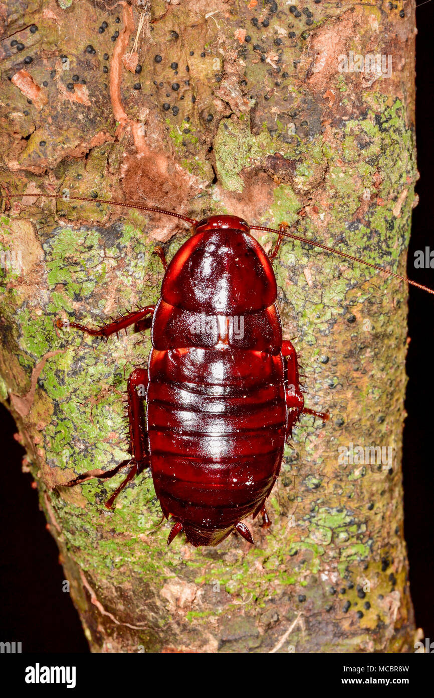 Florida woods cockroach hires stock photography and images Alamy