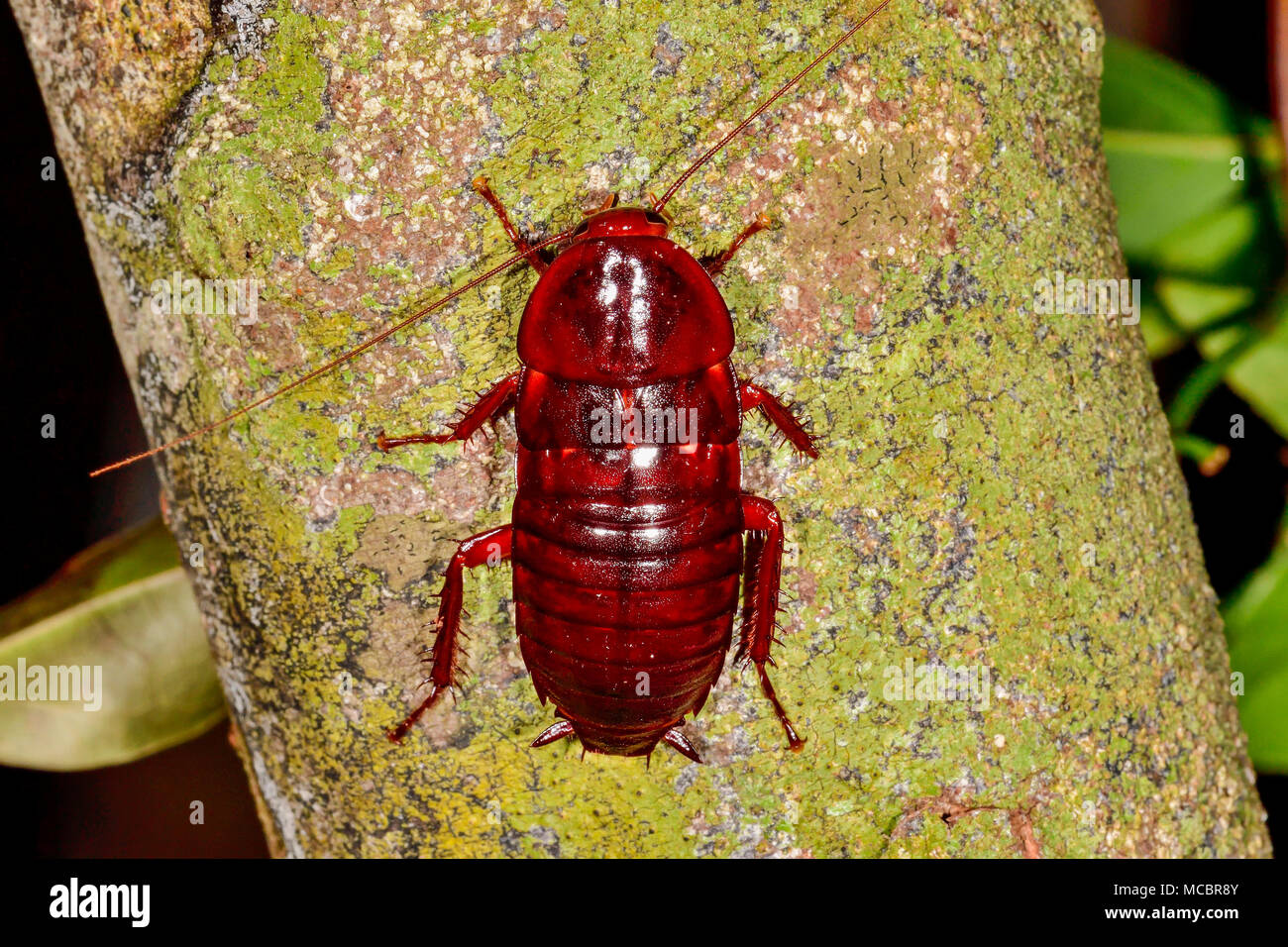 Florida woods cockroach Stock Photo Alamy