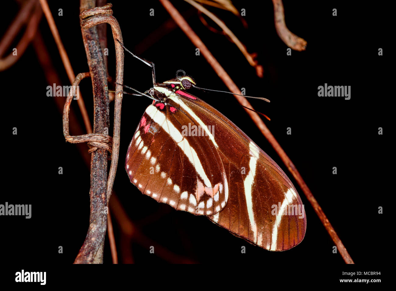 Zebra Longwing sleeping Stock Photo