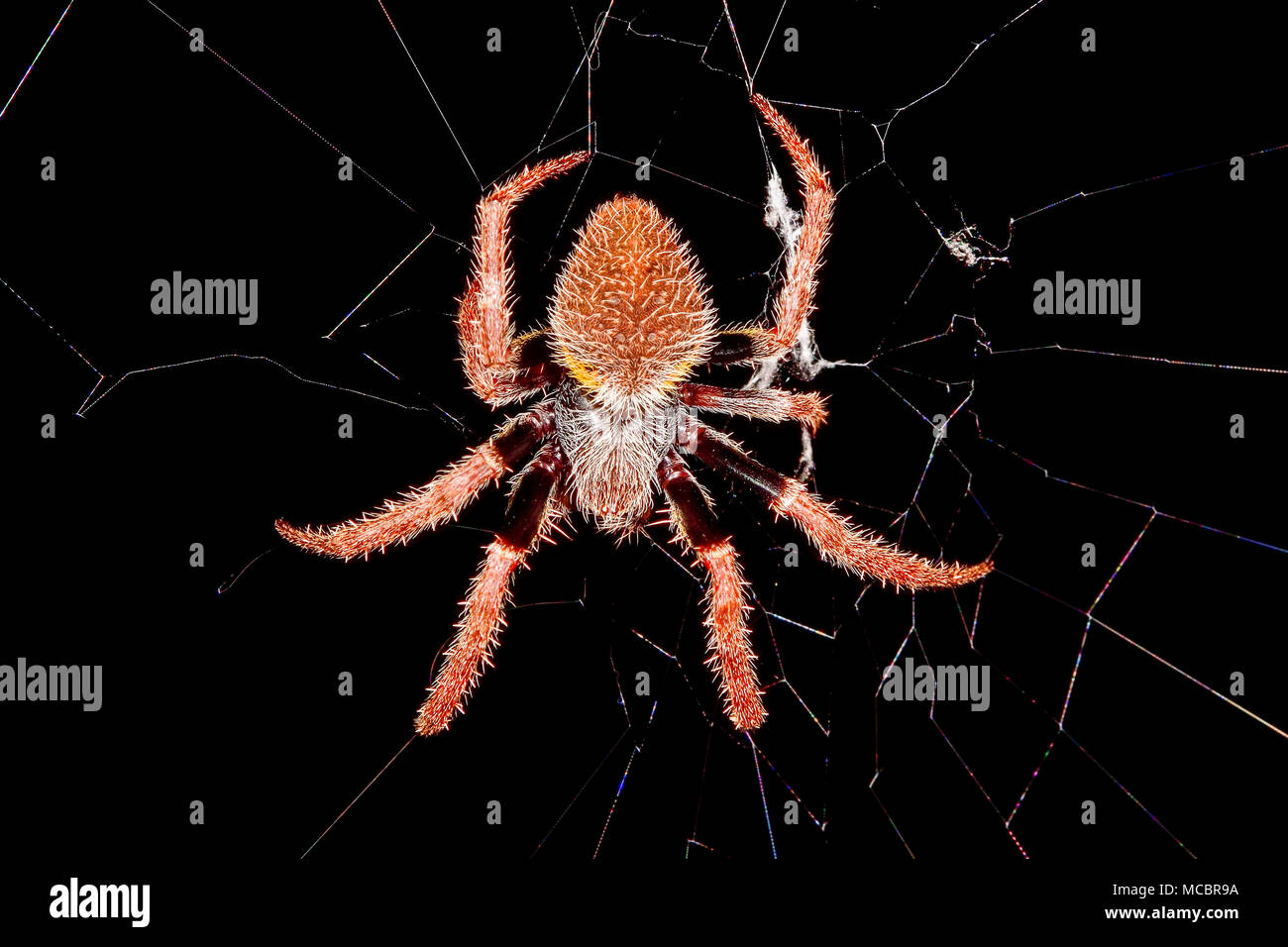 Tropical orb weaver spider Stock Photo