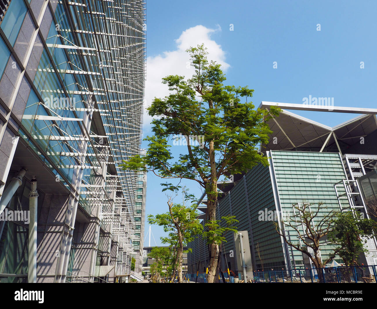 green tree in modern city against building Stock Photo