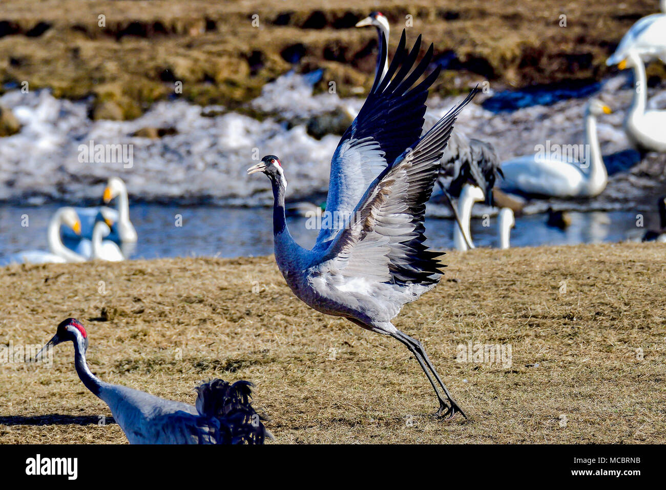 Enjoying the spring in huge migration gathering party. Stock Photo