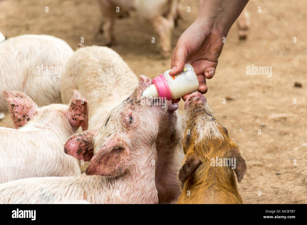 Photograph of some pigs drinking milk from a baby bottle Stock Photo