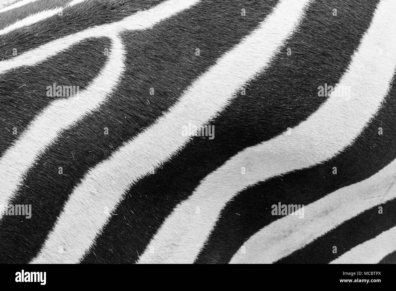 Photograph of a zebra skin detail Stock Photo Alamy