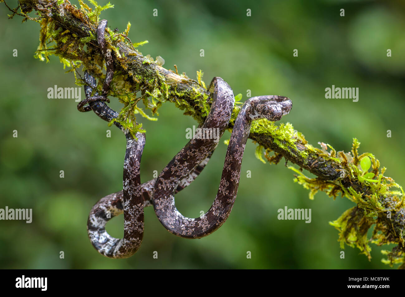 the clouded snake - Sibon nebulatus, beautiful small non venoumous snake from Central America forest, Costa Rica. Stock Photo