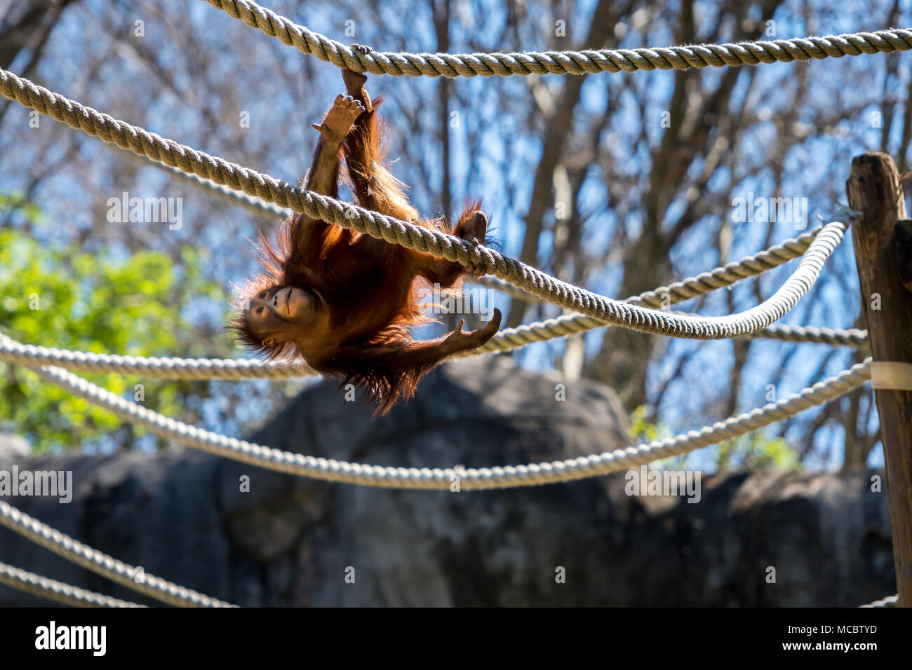 Young Orangutan Swings Upside Down Stock Photo