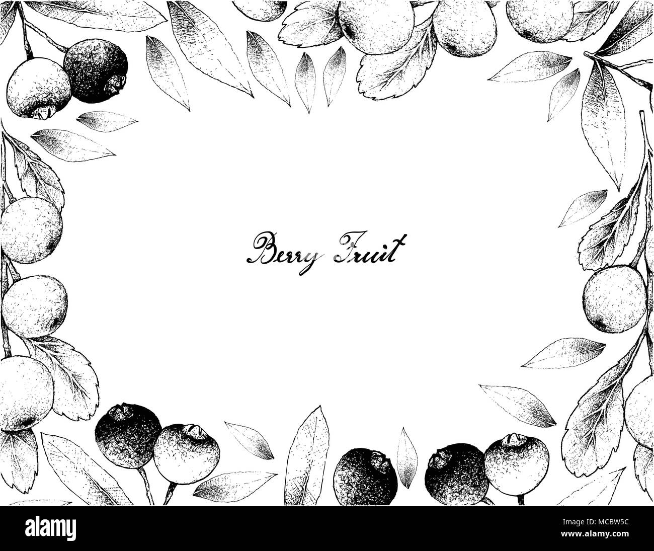 Berry Fruit, Illustration Frame of Hand Drawn Sketch of Red and Sweet Canthium Berberidifolium and Brush Cherry or Syzygium Australe Fruits Isolated o Stock Vector