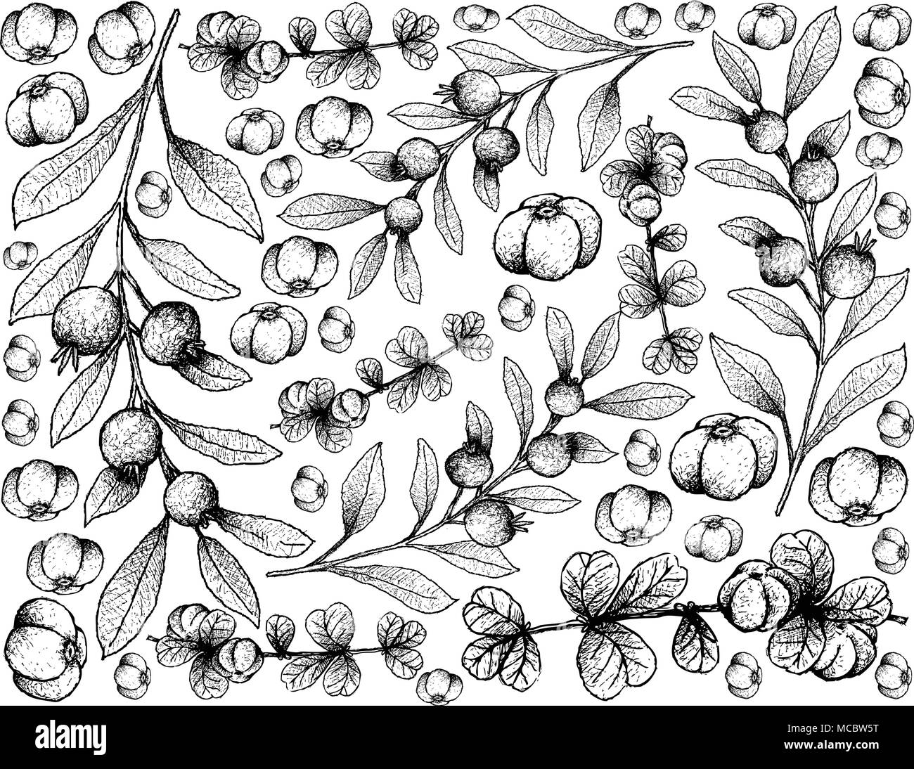 Berry Fruit, Illustration Wallpaper Background of Hand Drawn Sketch of Red and Sweet Canthium Berberidifolium and Cambui Roxo, Rainforest Plum or Euge Stock Vector
