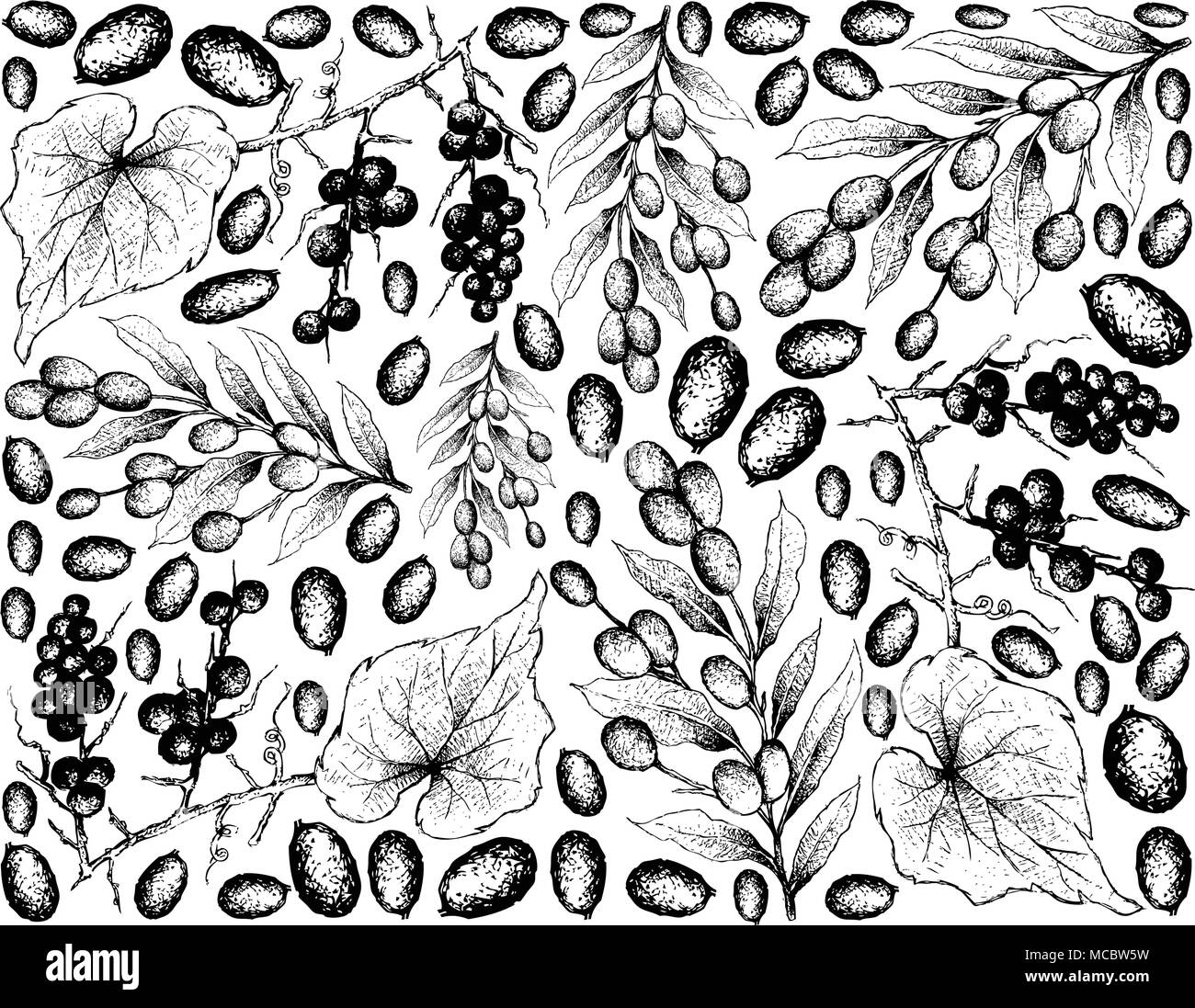 Berry Fruits, Illustration Wallpaper Background of Hand Drawn Sketch Bunch of Fresh Ampelocissus Martinii and Brazil Plum, Imbu, Umbu and Spondias Tub Stock Vector
