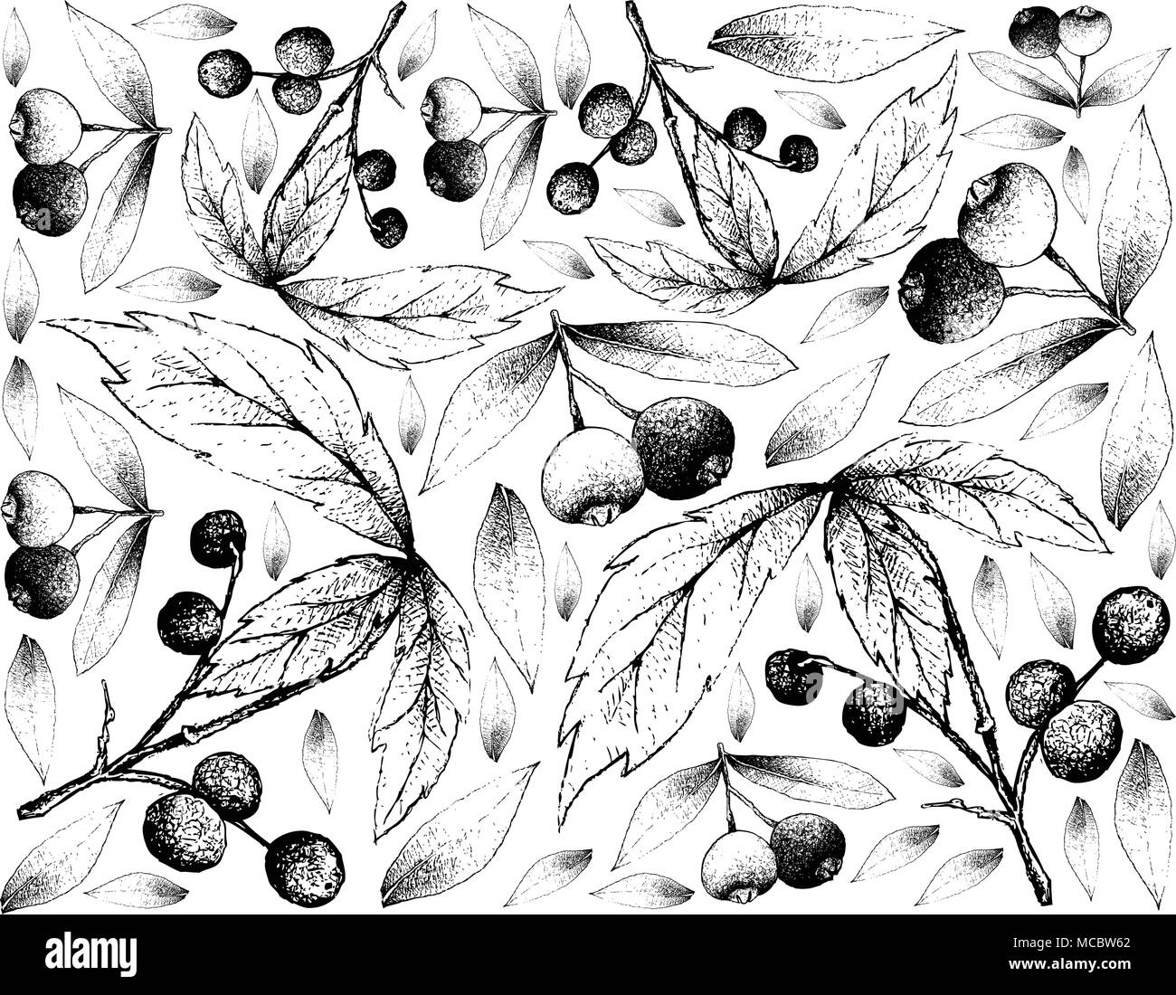 Berry Fruit, Illustration Wallpaper Background of Hand Drawn Sketch of Brush Cherry or Syzygium Australe and Allophylus Edulis or Chal-Chal Fruits. Stock Vector