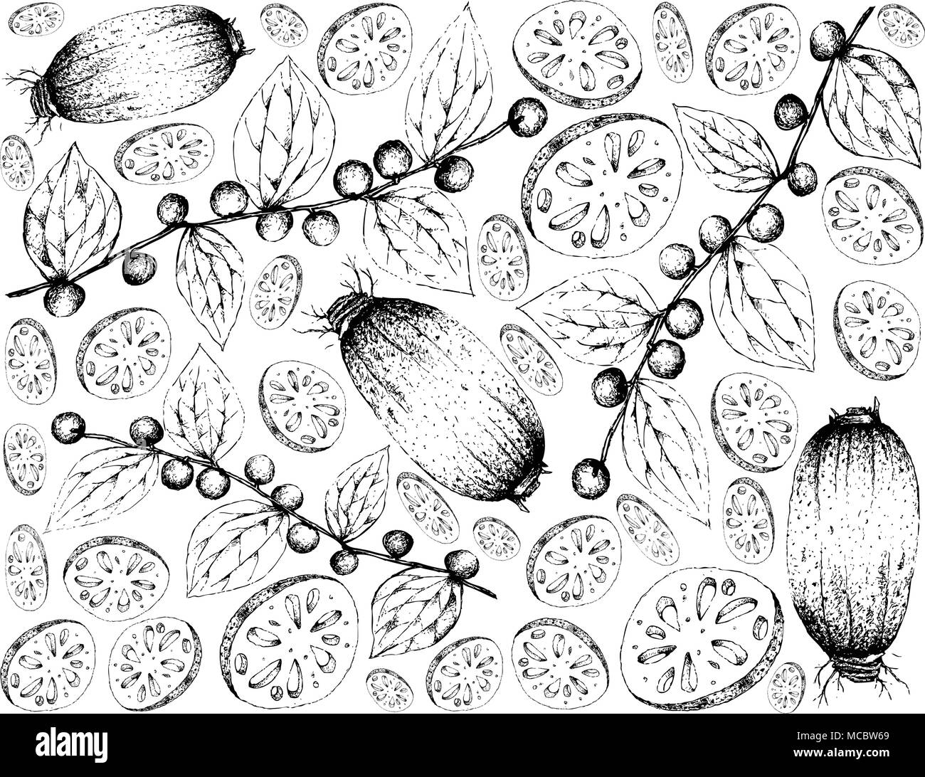 Vegetable and Fruit, Illustration Wallpaper Background of Hand Drawn Sketch Lotus or Water Lily Roots and Jackal Jujube or Ziziphus Oenoplia Fruits Stock Vector
