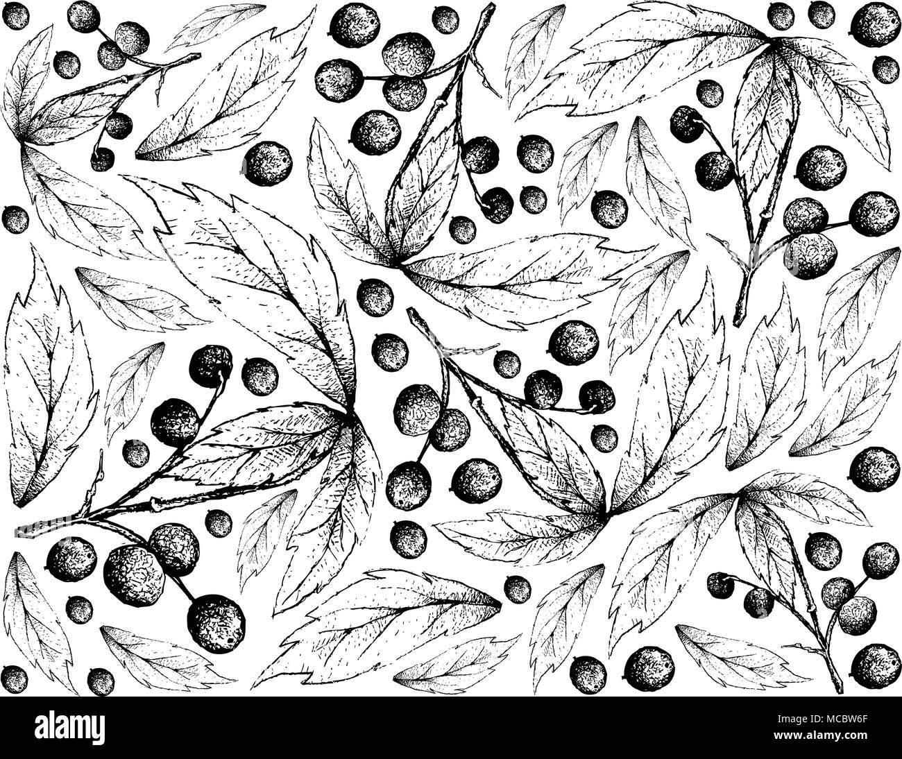 Berry Fruits, Illustration Wallpaper Background of Hand Drawn Sketch Allophylus Edulis or Chal-Chal Fruits. Stock Vector
