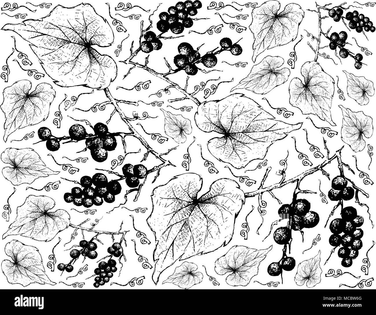 Berry Fruits, Illustration Wallpaper Background of Hand Drawn Sketch Bunch of Fresh Ampelocissus Martinii Fruits. Stock Vector
