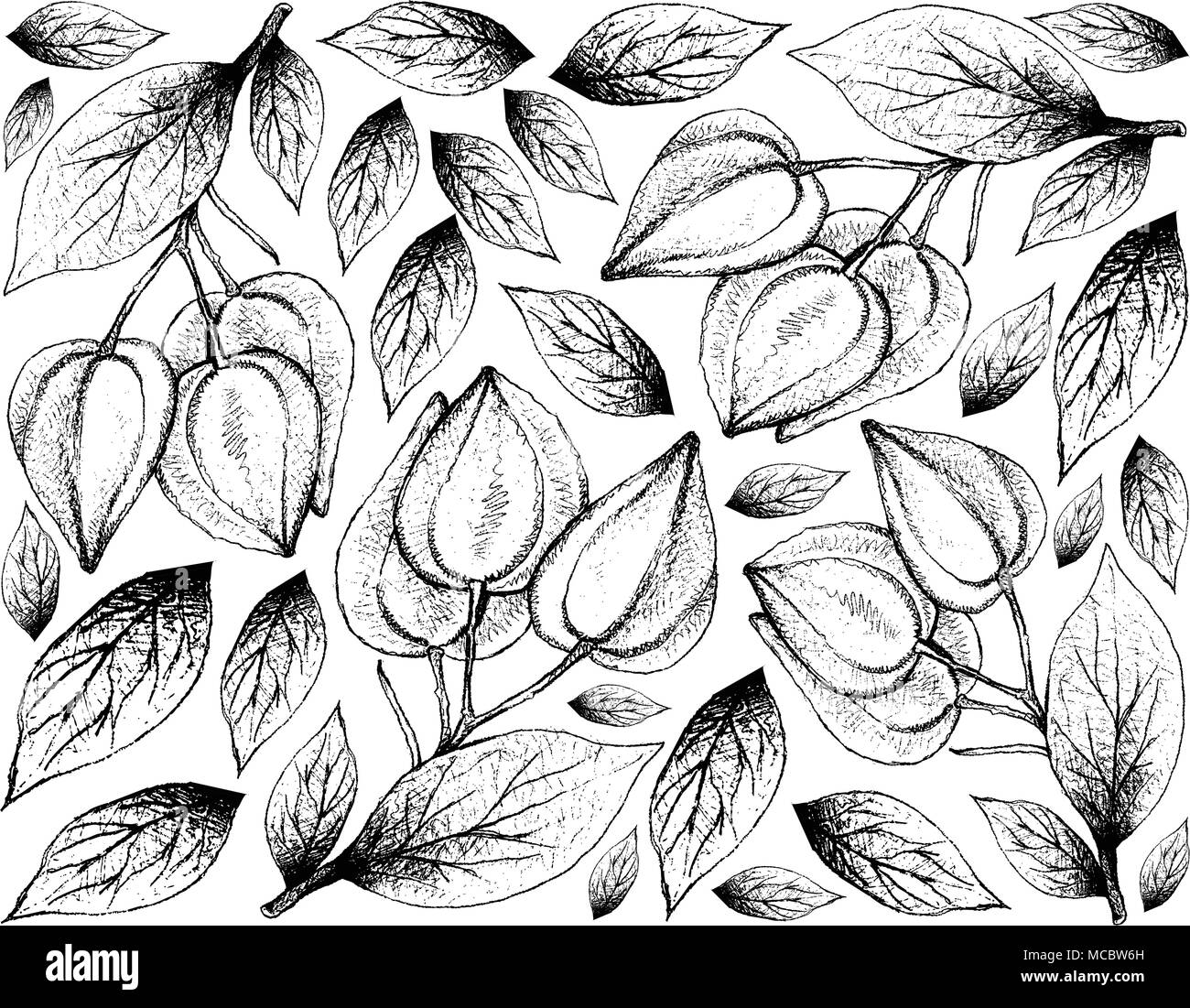 Fruit, Illustration Wallpaper Background of Hand Drawn Sketch of Fresh Belimbing Merah, Belimbing Hutan or Baccaurea Angulata Fruits. Stock Vector