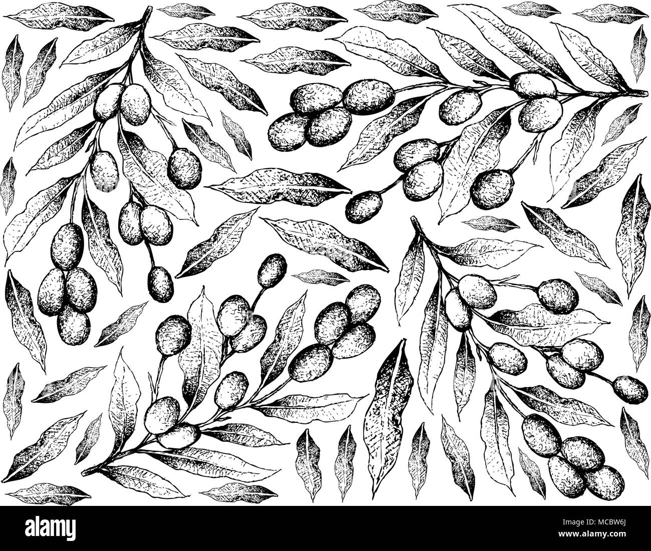 Fresh Fruits, Illustration Wallpaper Background of Hand Drawn Sketch Fresh Brazil Plum, Imbu, Umbu and Spondias Tuberosa Fruits. Stock Vector