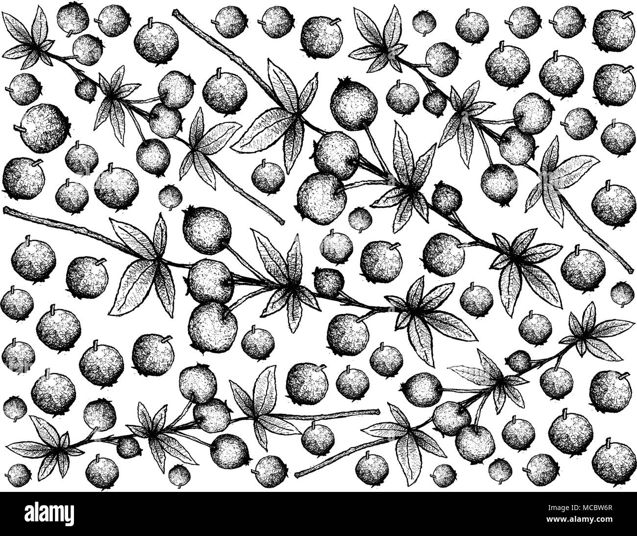 Berry Fruit, Illustration Wallpaper Background of Hand Drawn Sketch of Fresh Calafate Berry or Berberis Microphylla Fruits. Stock Vector
