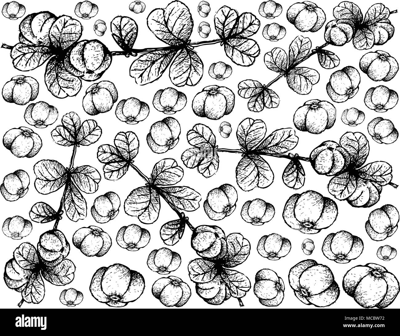 Berry Fruit, Illustration Wallpaper Background of Hand Drawn Sketch of Red and Sweet Canthium Berberidifolium Frutis Isolated on White Background. Stock Vector