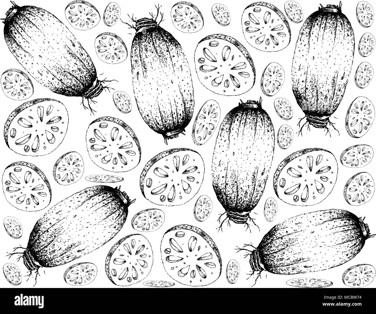 Bulb Vegetable, Illustration Wallpaper Background of Hand Drawn Sketch Sliced Lotus or Water Lily Roots. Stock Vector