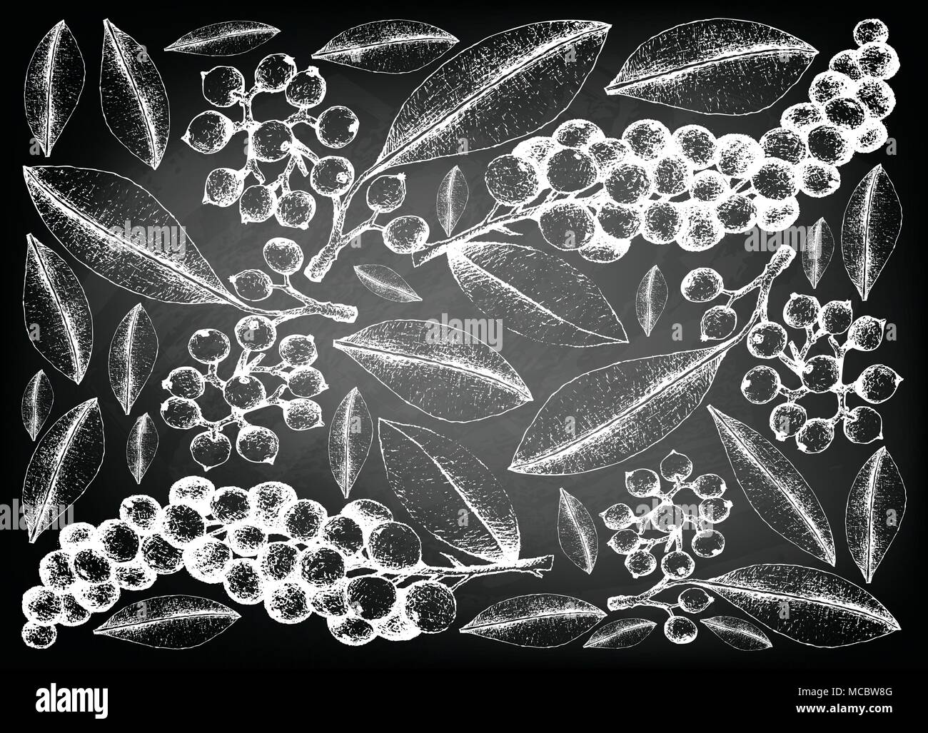 Berry Fruit, Illustration Wallpaper Background of Hand Drawn Sketch of Carallia Brachiata and Antidesma Thwaitesianum Fruits on Black Chalkboard. Stock Vector