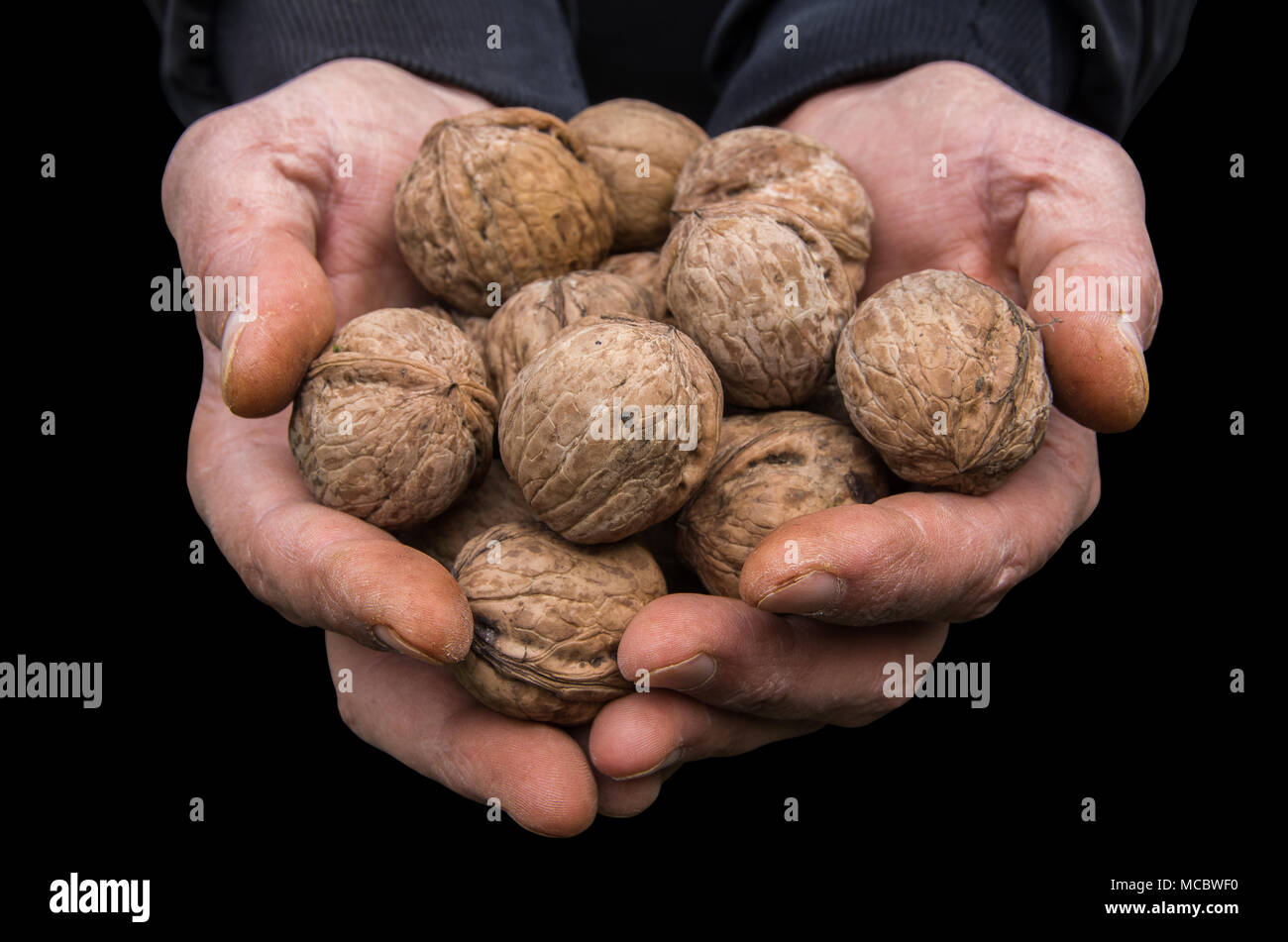Uncleaned walnuts in the hands of a farmer Stock Photo