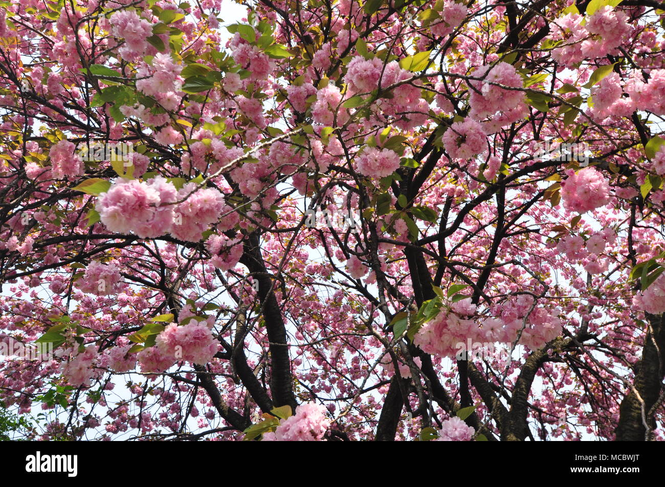 Cherry Blossoms at Negishi Forest Park, Yokohama, Japan Stock Photo