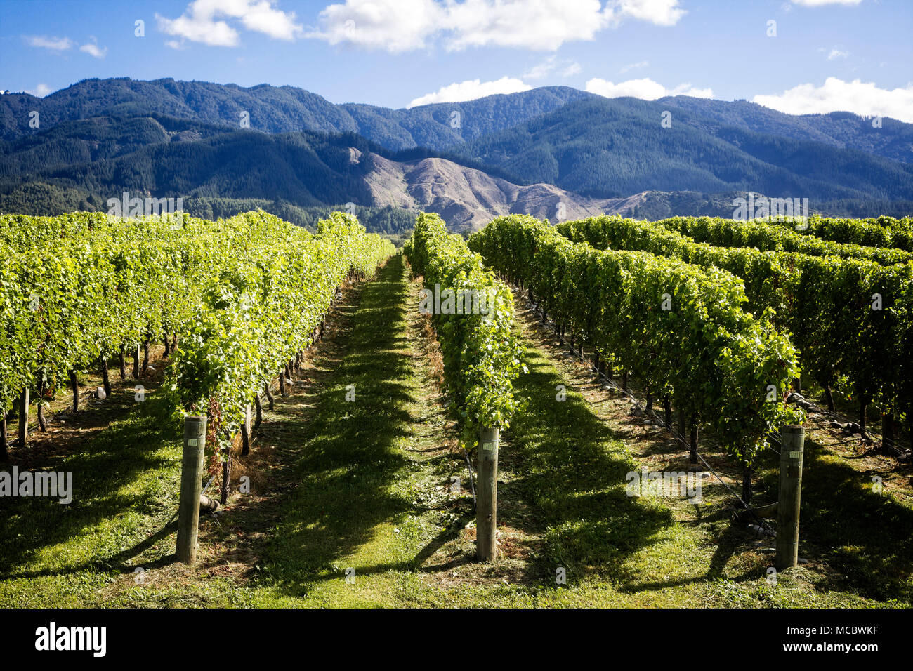 Marlborough blenheim new zealand hires stock photography and images