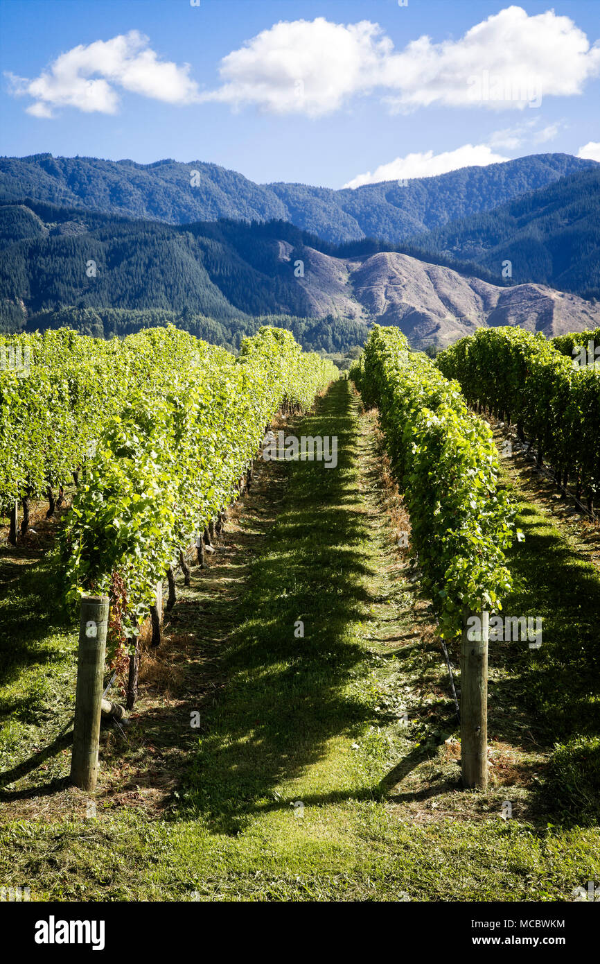 Blenheim vineyards hires stock photography and images Alamy