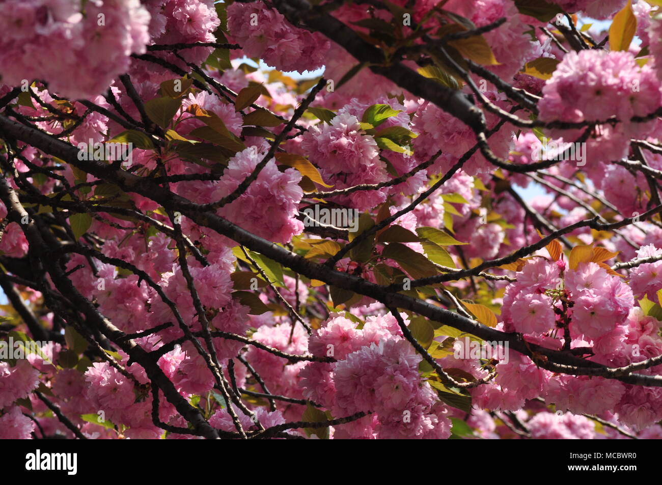 Cherry Blossoms at Negishi Forest Park, Yokohama, Japan Stock Photo