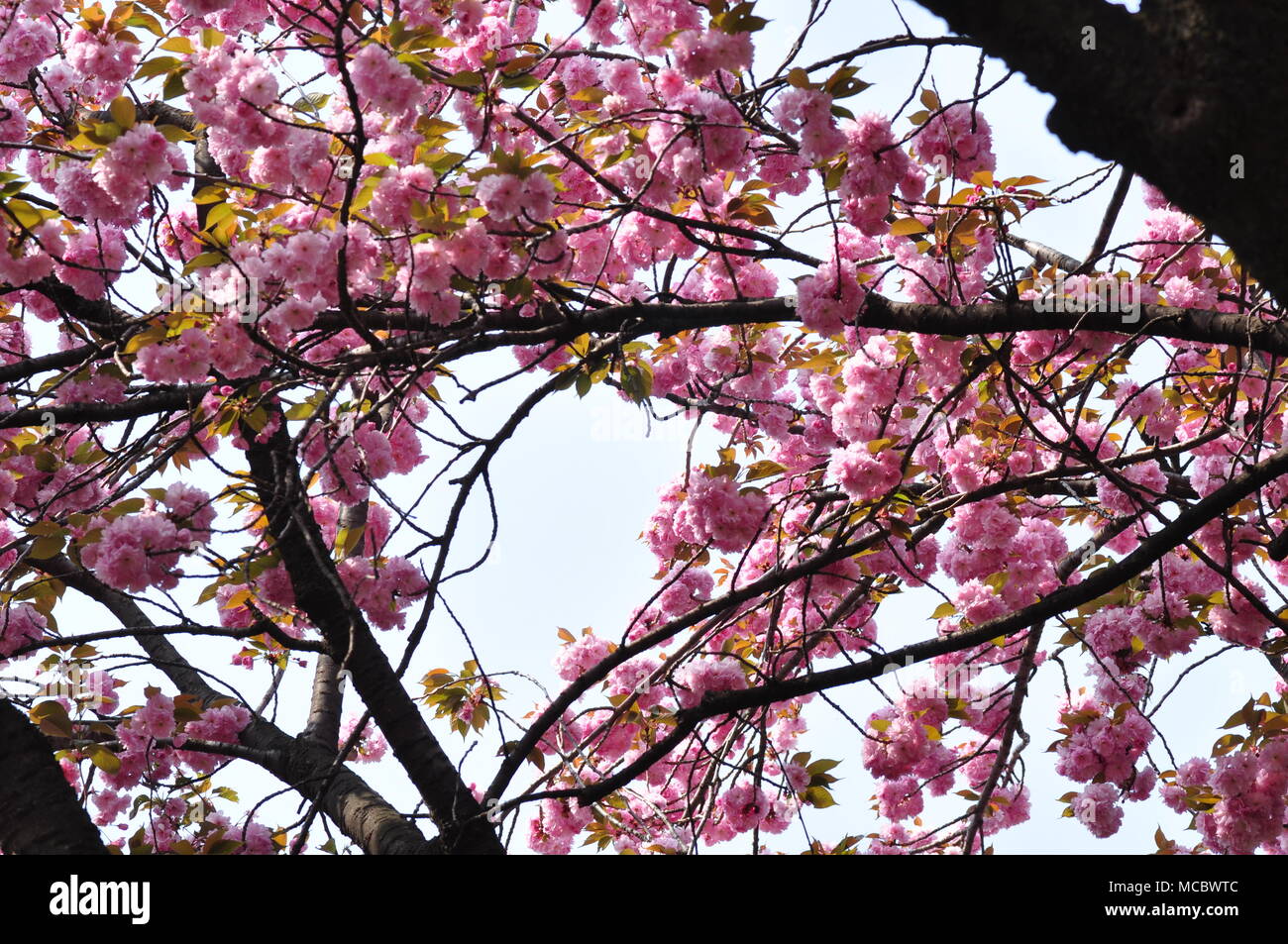 Cherry Blossoms at Negishi Forest Park, Yokohama, Japan Stock Photo