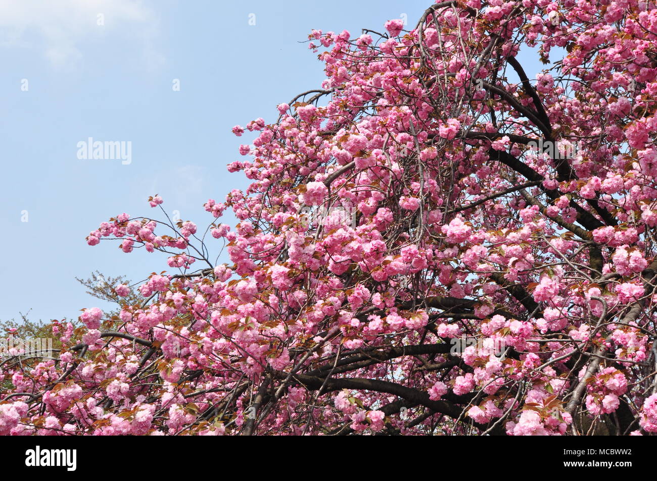 Cherry Blossoms at Negishi Forest Park, Yokohama, Japan Stock Photo